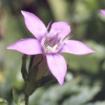 Gentian