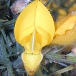 Gorse