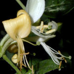 Honeysuckle
