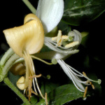 Honeysuckle