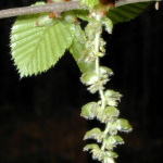 Hornbeam