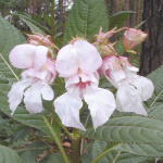 Impatiens