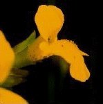 Mimulus