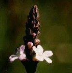 Vervain