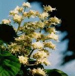 White Chestnut