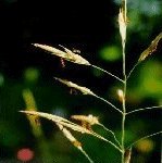 Wild Oat