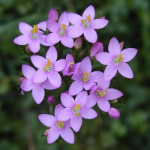 Centaury