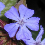 Scerato