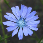 Chicory