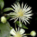 Clematis